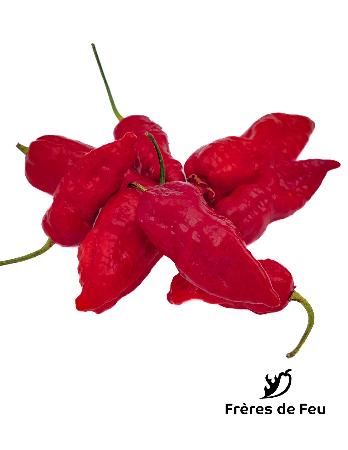 Semences | Bhut Jolokia