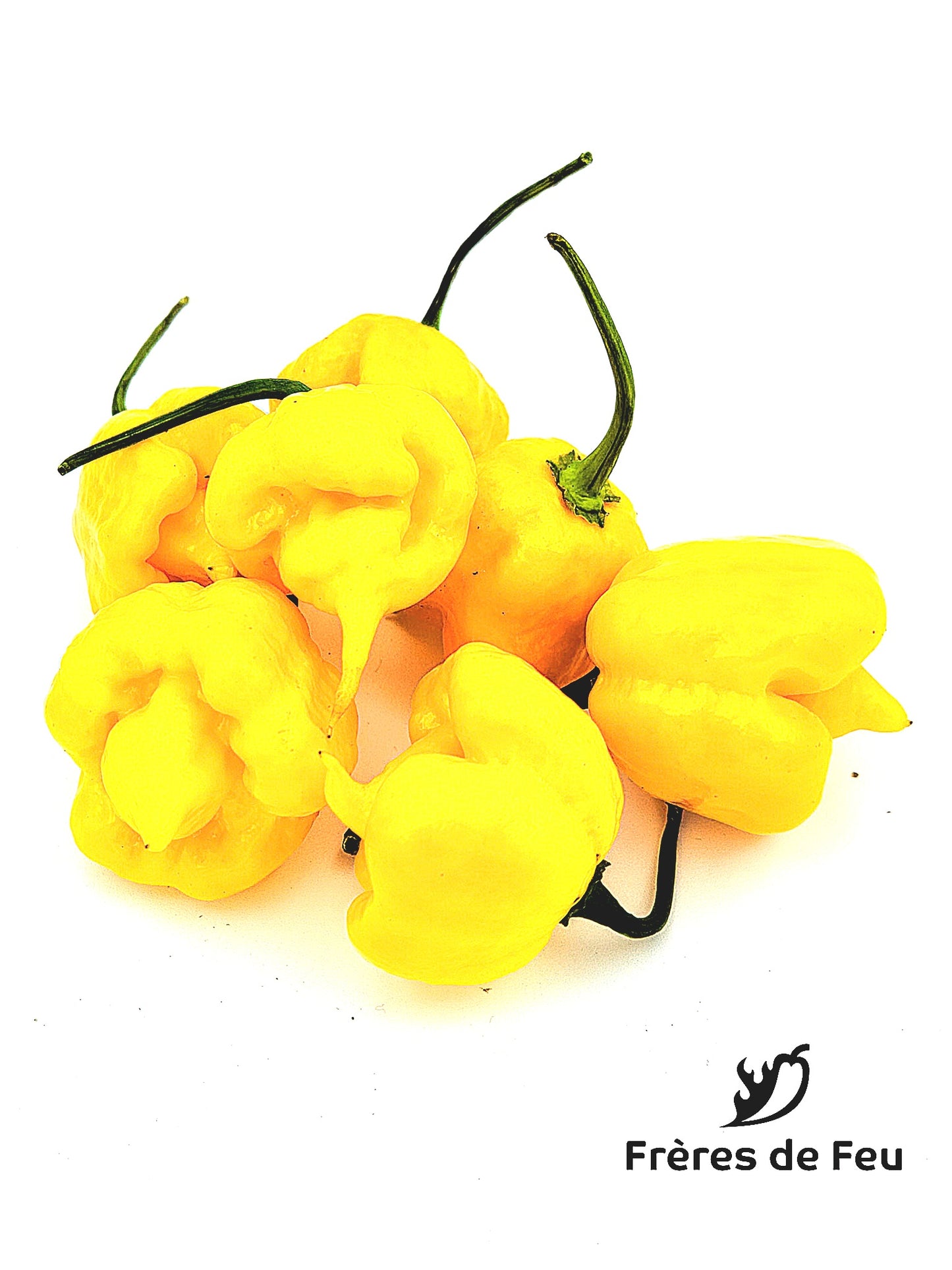 Semences | 7Pot Primo jaune